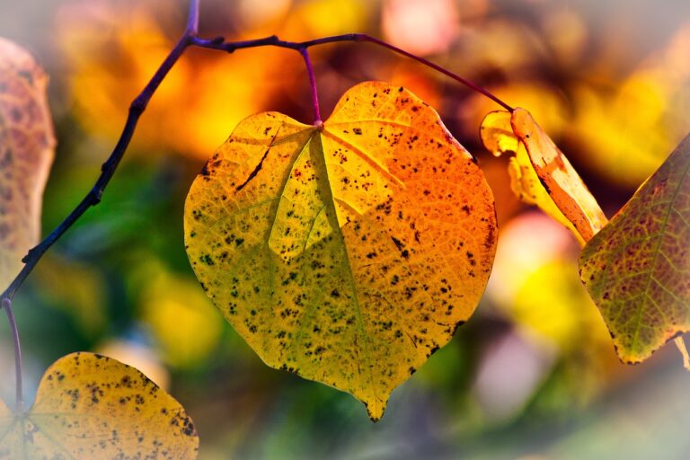 autumn, leaves, season-3813775.jpg